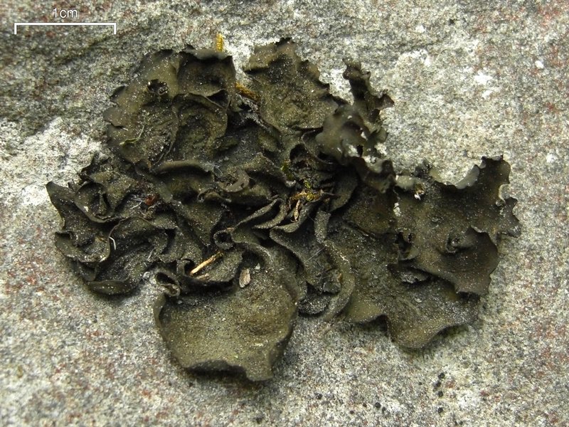 Collema subflaccidum