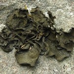 Collema subflaccidum