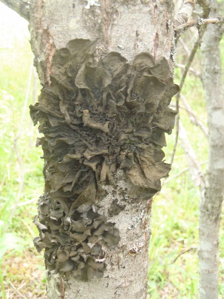 Collema subflaccidum