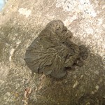 Collema subflaccidum