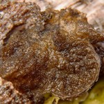Collema subflaccidum