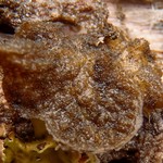 Collema subflaccidum