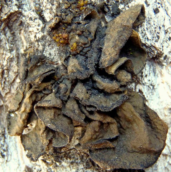 Collema subflaccidum