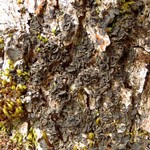 Collema subflaccidum