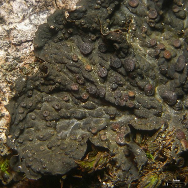 Collema subnigrescens