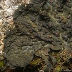 Collema subnigrescens