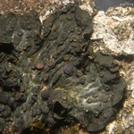 Collema subnigrescens