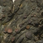 Collema subnigrescens