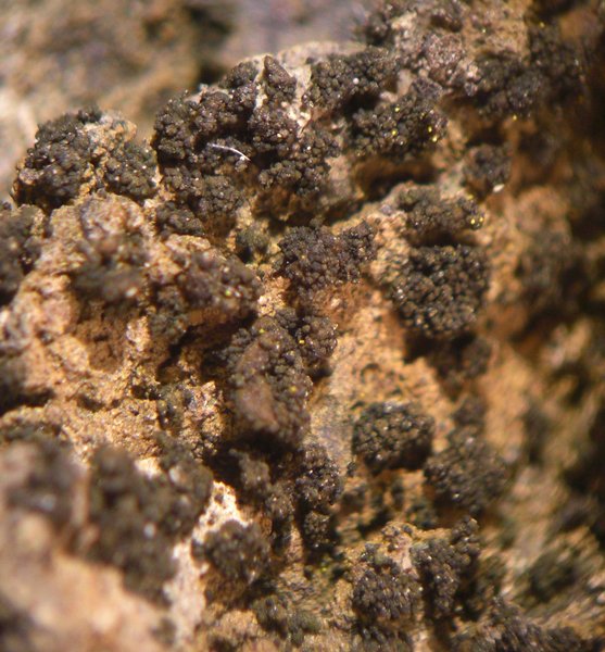 Collema subparvum
