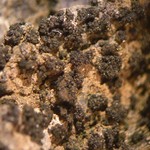 Collema subparvum