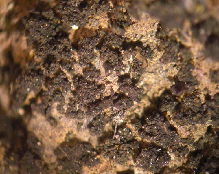 Collema subparvum