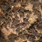 Collema subparvum