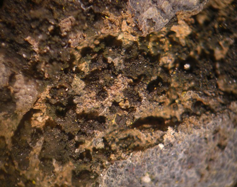 Collema subparvum