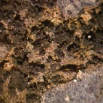 Collema subparvum