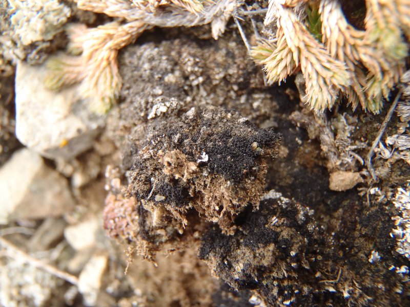 Collema tenax var. corallinum