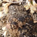 Collema tenax var. corallinum