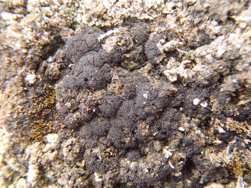 Collema tenax var. corallinum
