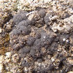 Collema tenax var. corallinum