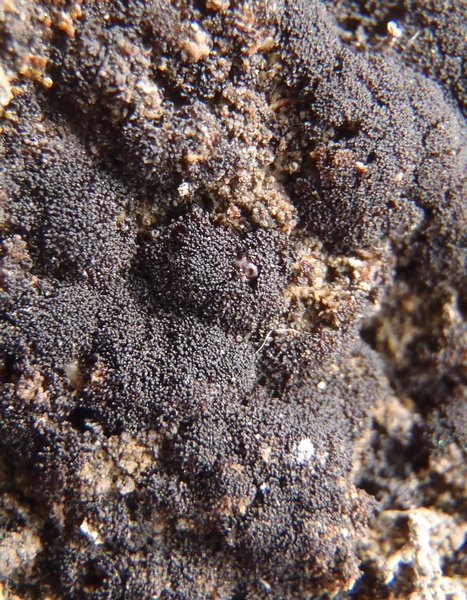 Collema tenax var. corallinum