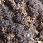 Collema tenax var. corallinum