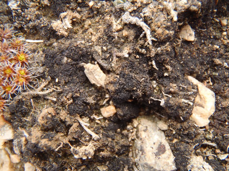 Collema tenax var. corallinum