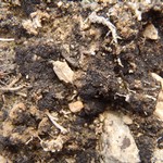 Collema tenax var. corallinum
