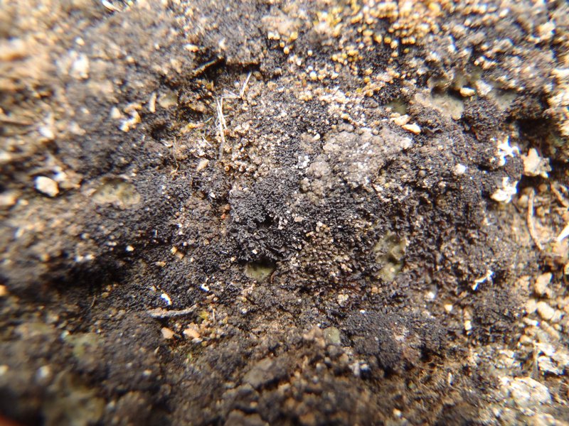 Collema tenax var. corallinum