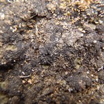 Collema tenax var. corallinum