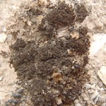 Collema tenax var. crustaceum