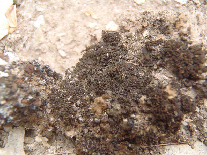 Collema tenax var. crustaceum