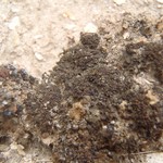 Collema tenax var. crustaceum