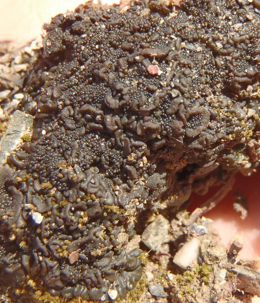 Collema tenax var. crustaceum