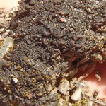Collema tenax var. crustaceum