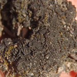 Collema tenax var. crustaceum