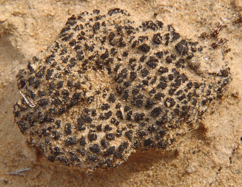 Collema tenax var. diffractoareolatum