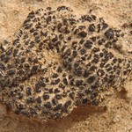 Collema tenax var. diffractoareolatum
