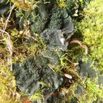 Collema tenax var. expansum
