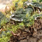 Collema tenax var. expansum