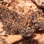 Collema tenax