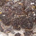 Collema tenax