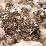 Collema tenax