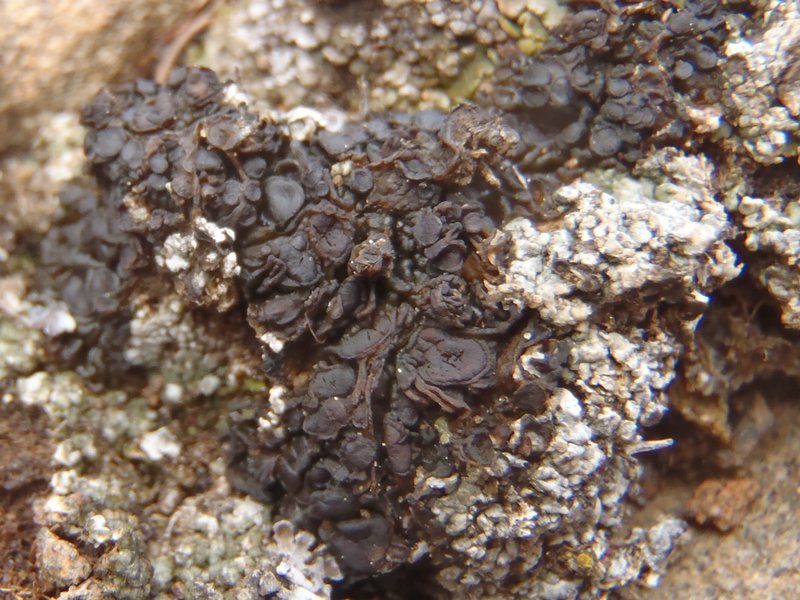 Collema tenax