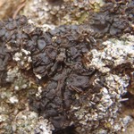 Collema tenax