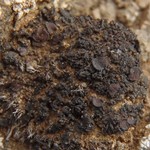 Collema tenax