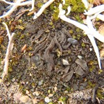 Collema tenax var. vulgare