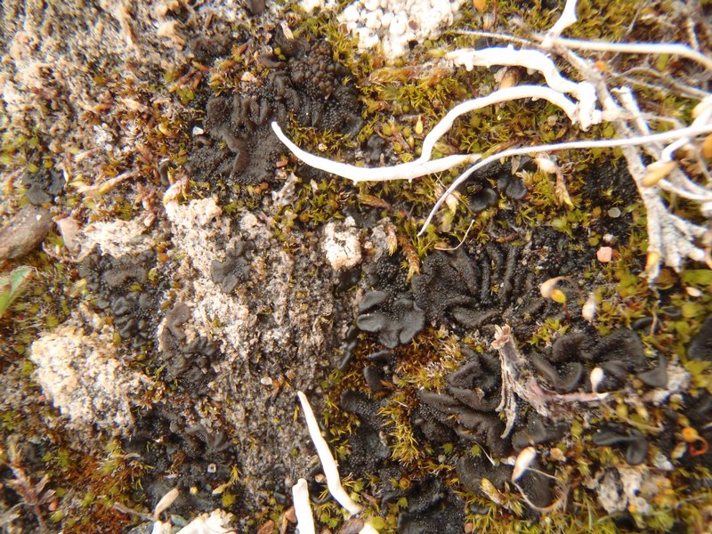 Collema tenax var. vulgare