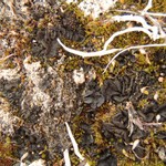 Collema tenax var. vulgare