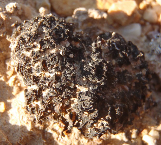 Collema tenax var. vulgare
