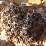 Collema tenax var. vulgare