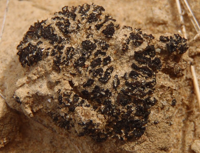 Collema tenax var. vulgare